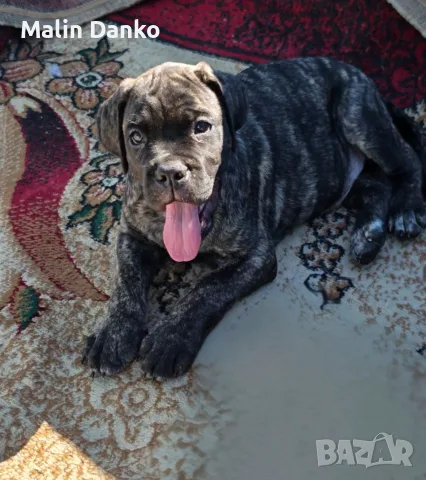 Малки Кане корсо