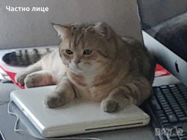 Британец златна чинчила за разплод 