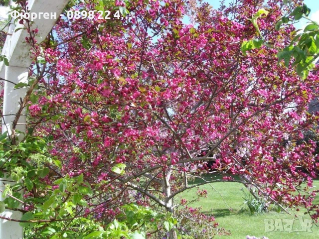 Декоративна червена ябълка Малус, снимка 3 - Разсади - 50369122