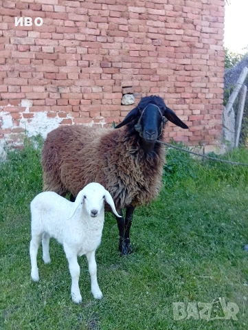 овце, снимка 2 - Овце - 54346374