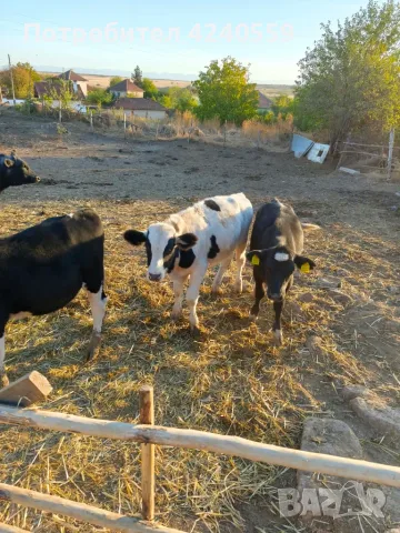 Телета за продаване