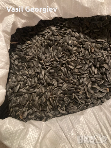 продавам сланчоглед за чоплене, снимка 2 - Други - 52693655