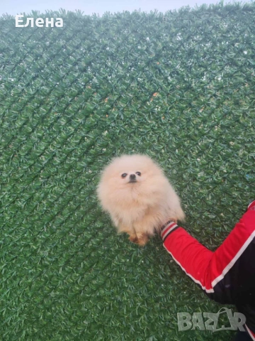Две женски померанки, снимка 3 - Померан - 54101163