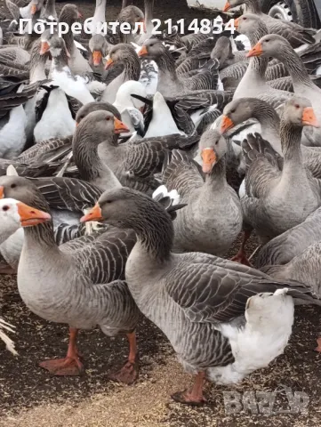 Гъши яйца, снимка 1