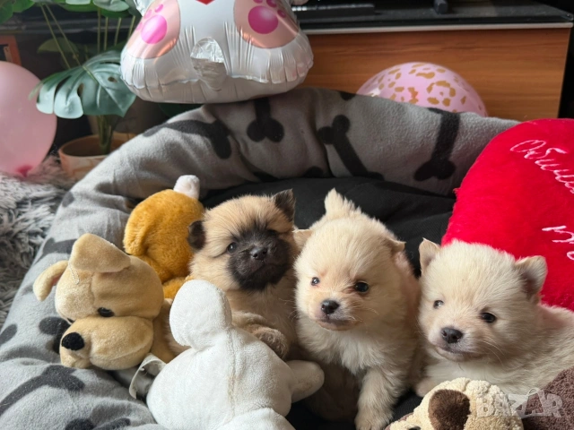 Померан , снимка 5 - Померан - 54074185