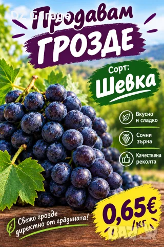 Продавам грозде Шевка      