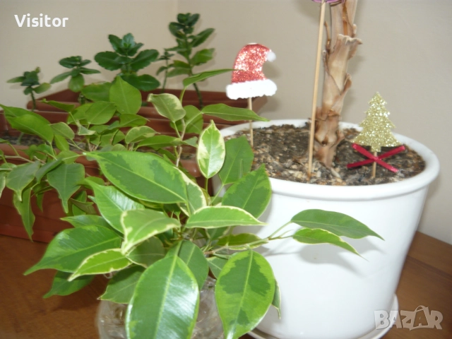 фотоапарат Panasonic LS80 - 8.1 MPx, снимка 13 - Фотоапарати - 52917913