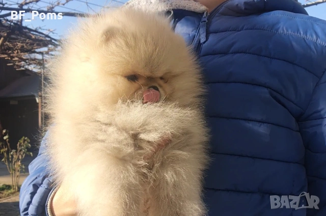 Страхотно момченце померан с родословие FCI, снимка 3 - Померан - 52918943
