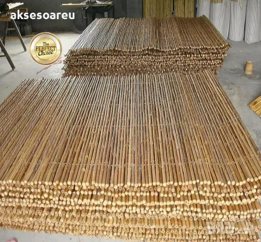 Качествени семена от бамбук Moso Bambo декоративни растения за дома бамбуков разсад за украса декор, снимка 14 - Сортови семена и луковици - 48995203