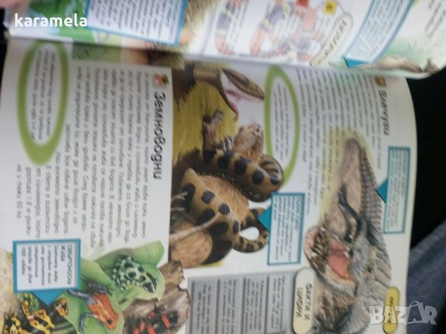 Факти и рекорди, снимка 3 - Детски книжки - 34143384