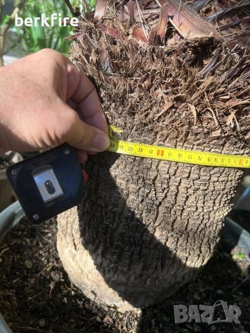 Палма Вашингтон, снимка 4 - Стайни растения - 52942980