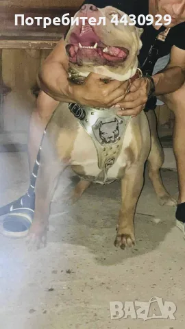 American Bully XL, снимка 12 - Американски стафордширски териер - 56440660