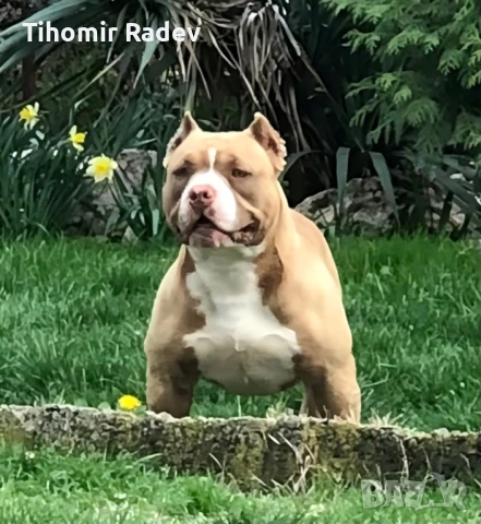 Американско були, снимка 2 - Други - 51061647