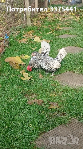 продавам кокошки и петли сребърен зибрайт , снимка 9 - Други животни - 52406448