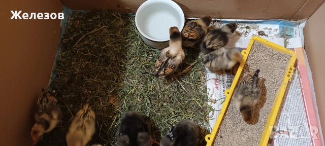 Златен Зибрайт , снимка 2 - Кокошки и пуйки - 54247836