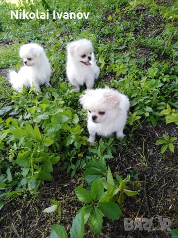 Бели мъжки пекинезчета на 75 дни , снимка 5 - Пекинез - 54176658
