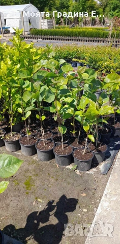 Магнолия 19 вида , снимка 14 - Градински цветя и растения - 54020432