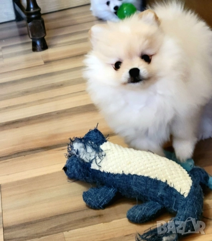 Померан / мини померан , снимка 2 - Померан - 52962218