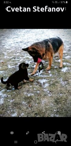 Немска овчарка, снимка 17 - Немска овчарка - 35397071
