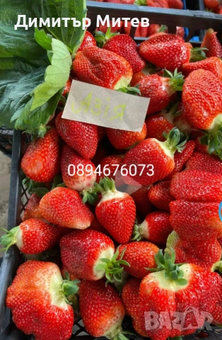 Разсат ягоди , снимка 8 - Разсади - 51749933