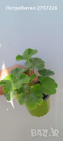Pelargonium Ю Полонез, снимка 5 - Стайни растения - 56374664