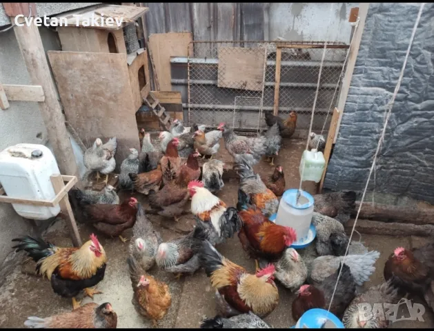 Катунски яйца, кокошки и петли, снимка 11 - други­ - 32540010