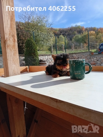 Мини йоркширски териер , снимка 3 - Йоркширски териер - 52878522