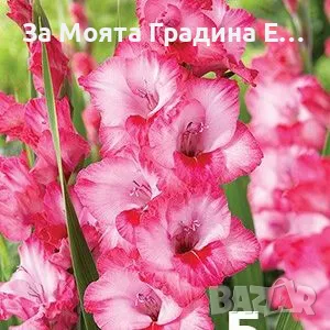 Гладиоли , снимка 5 - Градински цветя и растения - 49762560