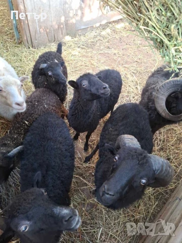 Продавам шутлански овце , снимка 7 - Овце - 49606595