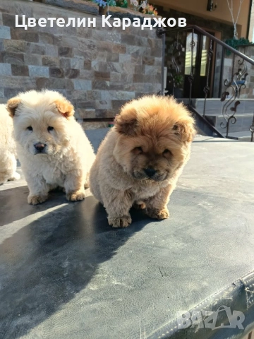 Чау чау, снимка 7 - Чау Чау - 53848895