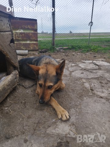 Източно европейска овчарка , снимка 2 - Немска овчарка - 40361877