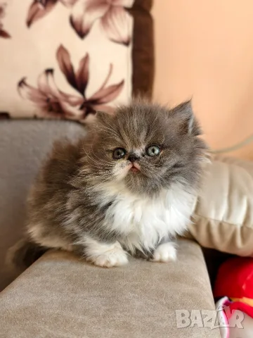 Персийски котенца, снимка 4 - Персийска - 56360279