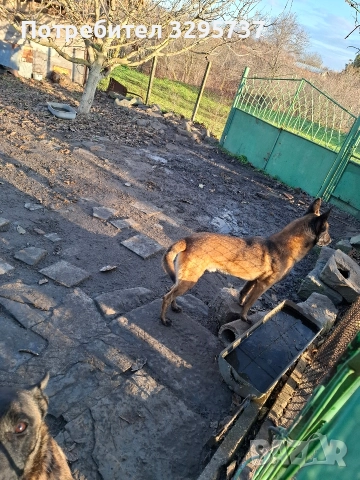 Продава Белгийска овчарка Малиноа , снимка 8 - Белгийска овчарка - 52921799