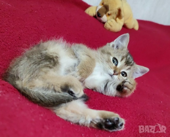 Британско коте, момиче, момче, маркирано, агути, таби, котка, котарак, котенце британче, снимка 4 - Други - 52152579