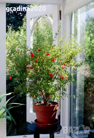 МИНИ Плодни дръвчета-Перфектни за малка градина или вътрешен двор / тераса., снимка 2 - Градински цветя и растения - 27247024