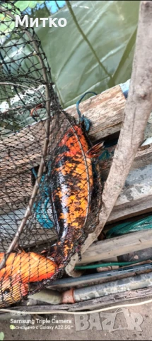 Кои,таранка златни риби, снимка 3 - Рибки - 50603412