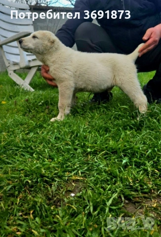 алабайчета , снимка 7 - Алабай - 54165108