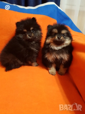 Померан померанчета свободни Гр София, снимка 7 - Померан - 52967032