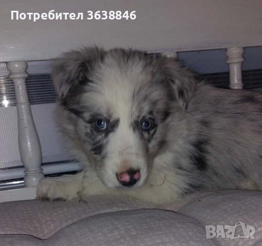 Бордър Коли, снимка 4 - Бордър коли - 52930251