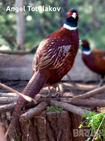 Фазани, снимка 1