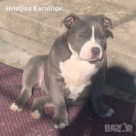 Американско були , снимка 4 - Други - 49399594