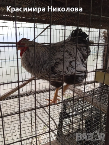 Двойка сребърен виандот, снимка 10 - Кокошки и пуйки - 53918526