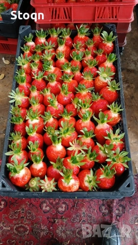 качествен разсад , снимка 8 - Разсади - 52070640