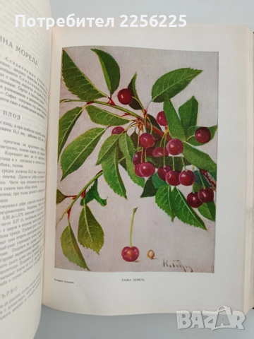Българска помология 1960г ( том 2 ), снимка 2 - Специализирана литература - 52564980