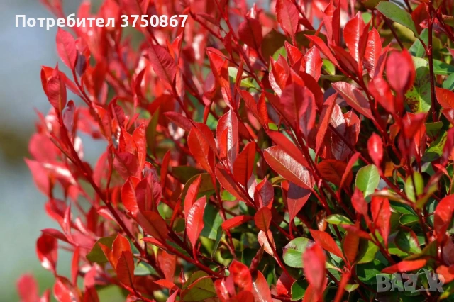 💞🌿❤️ Фотиния ‘Red Robin’ / Photinia × fraseri ‘Red Robin’