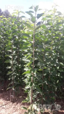 Овощни дръвчета , снимка 3 - Градински цветя и растения - 47826481