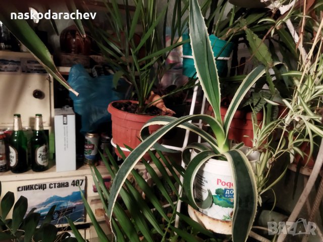 Американско пъстро Агаве (Agave americana variegata) или Столетник с пъстри листа, снимка 4 - Стайни растения - 29200314