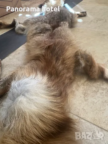 естествена кожа с косъм , снимка 4 - Други стоки за дома - 50078309