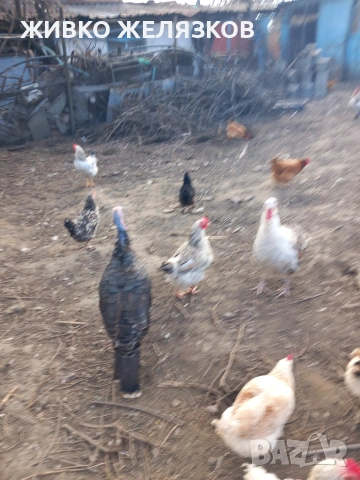 ПРОДАВАМ ОПЛОДЕНИ КОКОШИ ЯЙЦА , ЗА РАЗПЛОД, снимка 18 - Кокошки и пуйки - 53923856