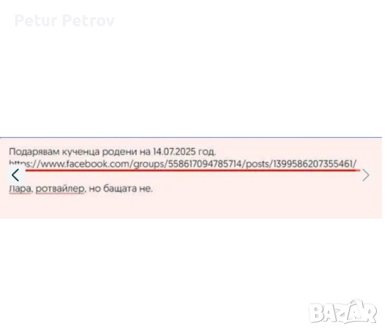 Подарявам кученца родени на 14.07.2025 год., снимка 2 - Ротвайлер - 51971520